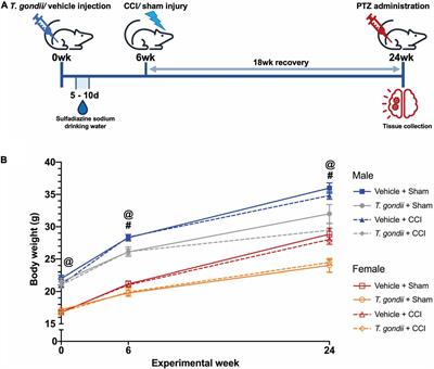 Pre-existing Toxoplasma gondii infection increases susceptibility to pentylenetetrazol-induced seizures independent of traumatic brain injury in mice